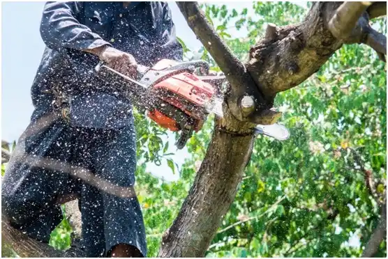 tree services Woodburn